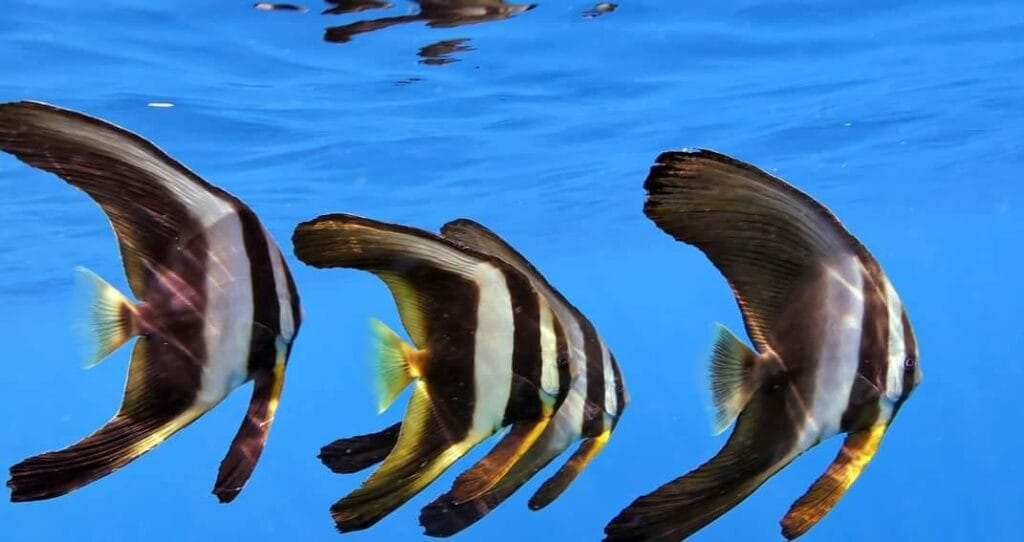 diving amongst the coral reefs.