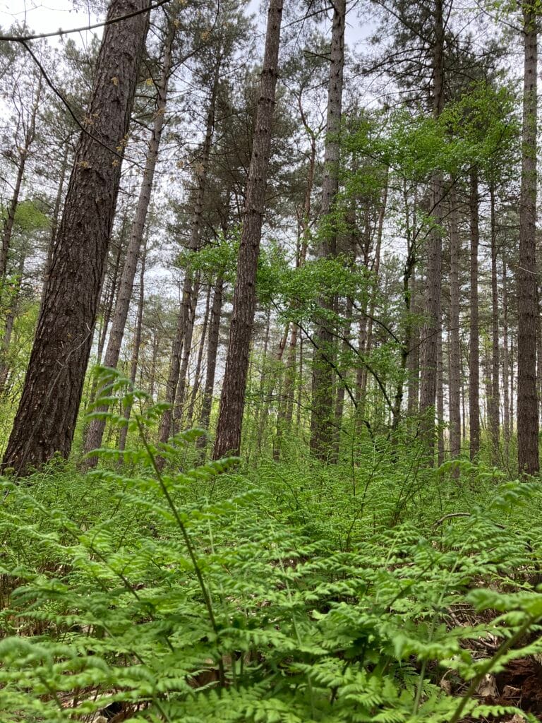 cool climate forest, favorite view. Ferns.